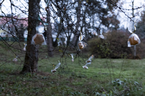 Sok_nov_lisk_strom-04