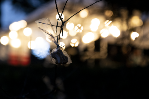 Sok_nov_lisk_strom-05