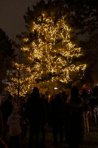 Sok_nov_lisk_strom-47