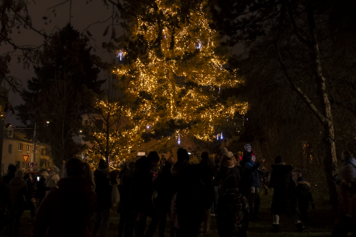 Sok_nov_lisk_strom-48